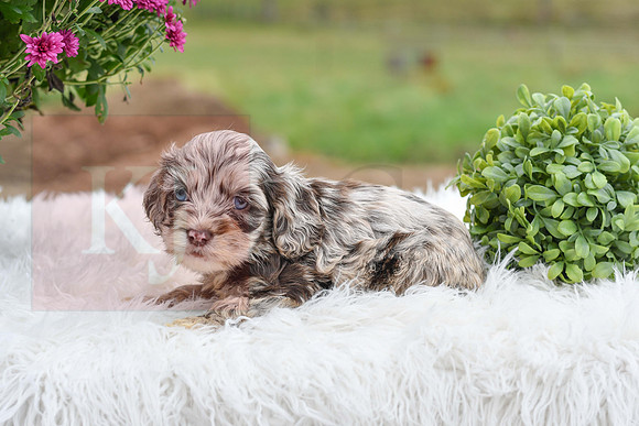 Dallas_M_9507_Cocker Spaniel-0475