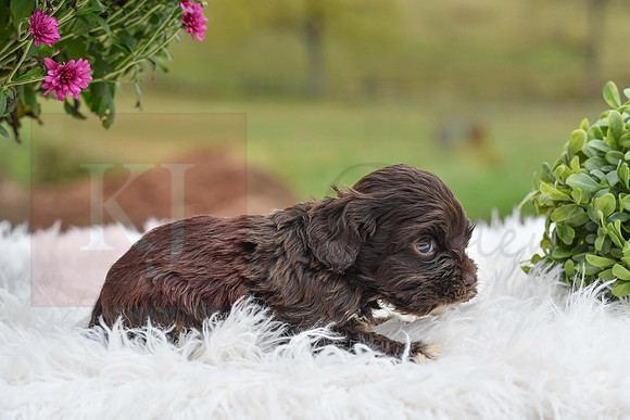 Davey_M_1552_Cocker Spaniel-0483