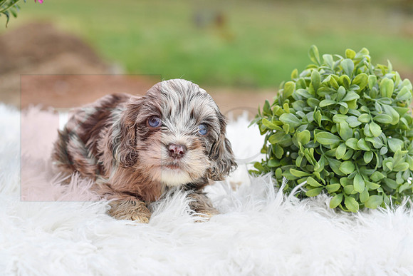 Dallas_M_9507_Cocker Spaniel-0472