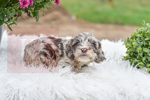 Dallas_M_9507_Cocker Spaniel-0473