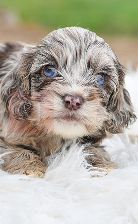 Dallas_M_9507_Cocker Spaniel-0472-2