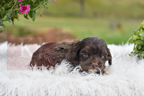 Davey_M_1552_Cocker Spaniel-0484
