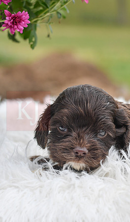 Davey_M_1552_Cocker Spaniel-0485