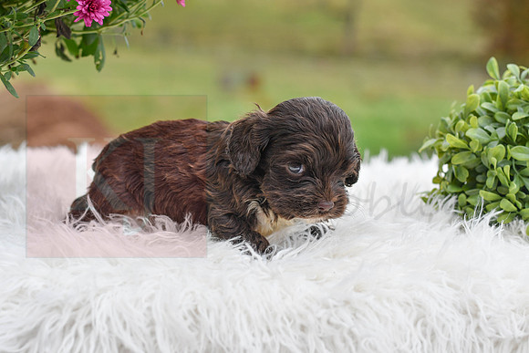 Davey_M_1552_Cocker Spaniel-0488