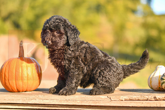 Shadow_F_9535_Aussiedoodle-9893