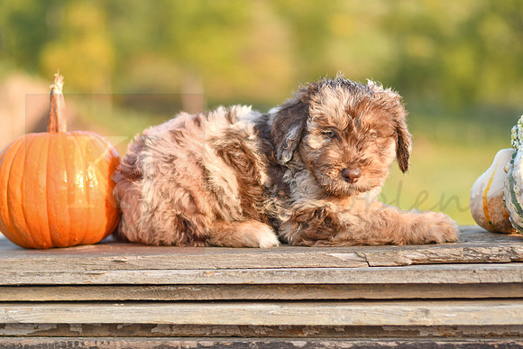 Sherrod_M_9504_Aussiedoodle-9842