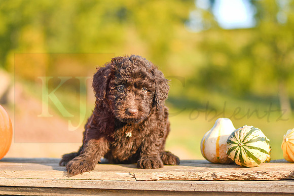 Sterling_M_9499_Aussiedoodle-9885