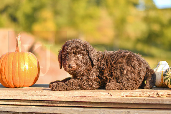 Sterling_M_9499_Aussiedoodle-9886