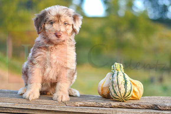 Sugar_F_9500_Aussiedoodle-9826