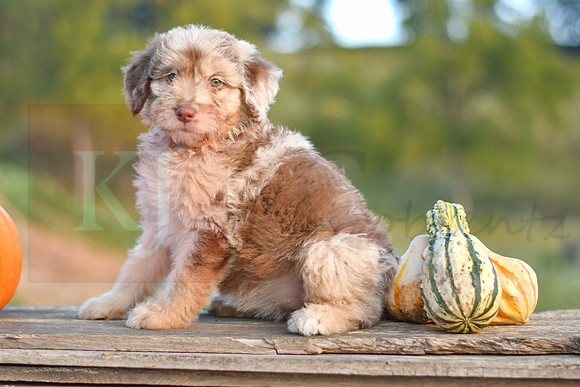 Sugar_F_9500_Aussiedoodle-9829