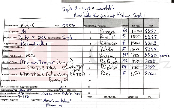 07.07.23 Bernedoodles Sell Sheet
