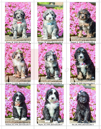 07.07.23 Bernedoodles Litter Photo