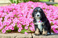 Ralph_M_5360_Bernedoodle-3