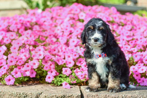 Ralph_M_5360_Bernedoodle-3