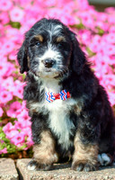 Ralph_M_5360_Bernedoodle-4