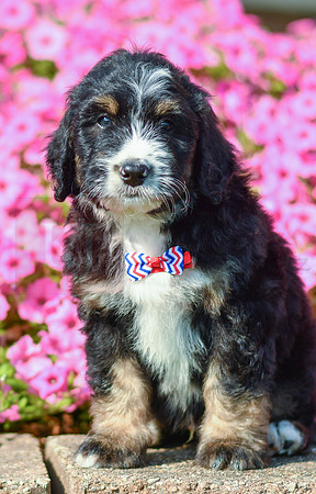 Ralph_M_5360_Bernedoodle-4