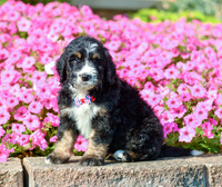 Ralph_M_5360_Bernedoodle-1