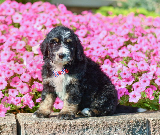 Ralph_M_5360_Bernedoodle-1