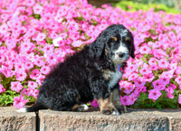 Ralph_M_5360_Bernedoodle-2