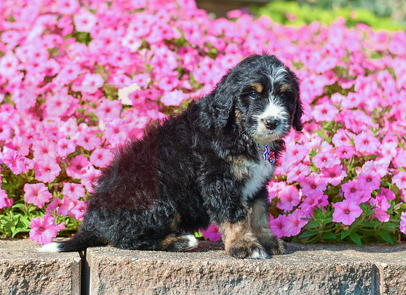 Ralph_M_5360_Bernedoodle-2
