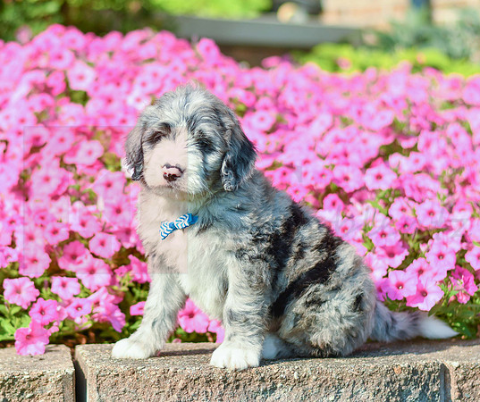 Ranger_M_5357_Bernedoodle-1