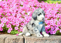 Ranger_M_5357_Bernedoodle-2