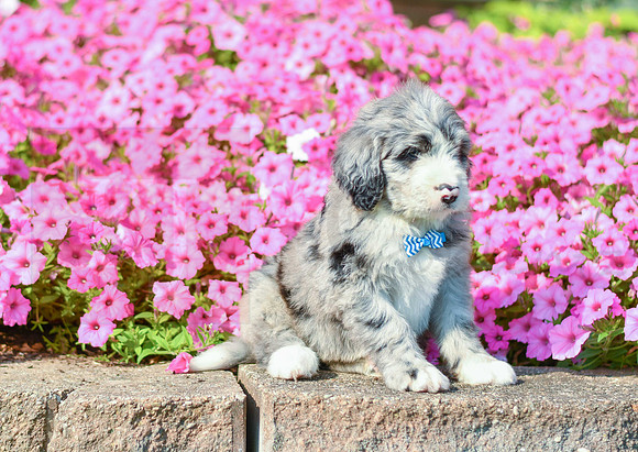 Ranger_M_5357_Bernedoodle-2
