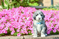 Ranger_M_5357_Bernedoodle-3