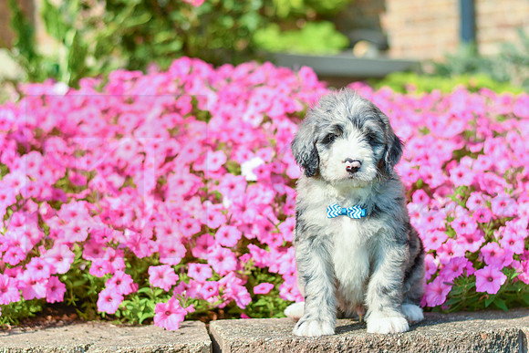 Ranger_M_5357_Bernedoodle-3