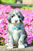 Ranger_M_5357_Bernedoodle-4