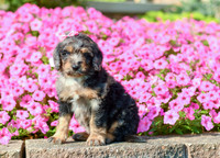 Raquel_F_5355_Bernedoodle-1