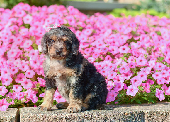 Raquel_F_5355_Bernedoodle-1
