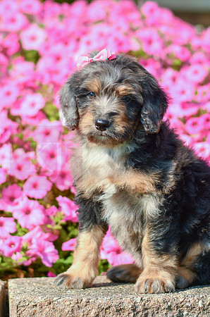 Raquel_F_5355_Bernedoodle-2