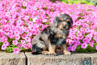 Raquel_F_5355_Bernedoodle-3