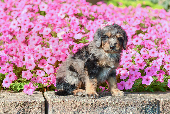 Raquel_F_5355_Bernedoodle-3