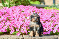 Raquel_F_5355_Bernedoodle-4