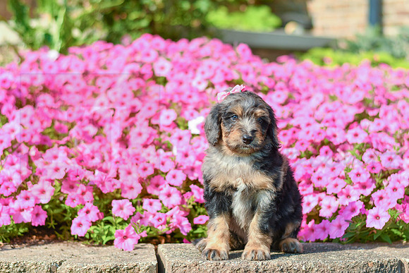 Raquel_F_5355_Bernedoodle-4