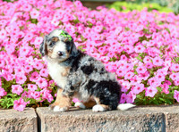Reagan_F_5352_Bernedoodle-1