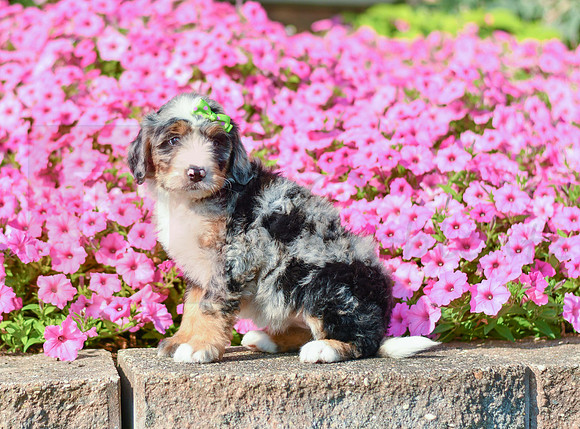 Reagan_F_5352_Bernedoodle-1