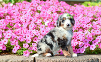 Reagan_F_5352_Bernedoodle-2