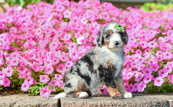 Reagan_F_5352_Bernedoodle-2
