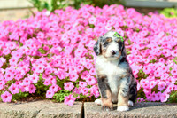 Reagan_F_5352_Bernedoodle-3