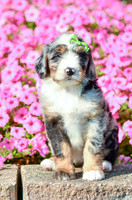 Reagan_F_5352_Bernedoodle-4