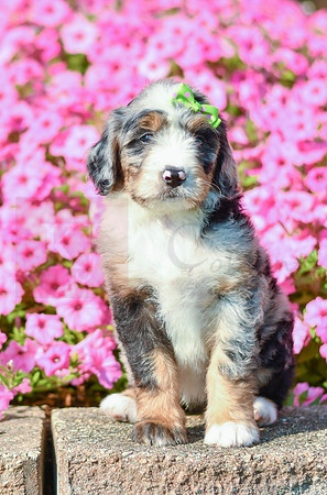 Reagan_F_5352_Bernedoodle-4
