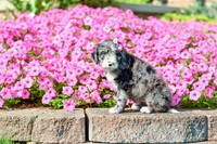 Riley_F_5354_Bernedoodle-1