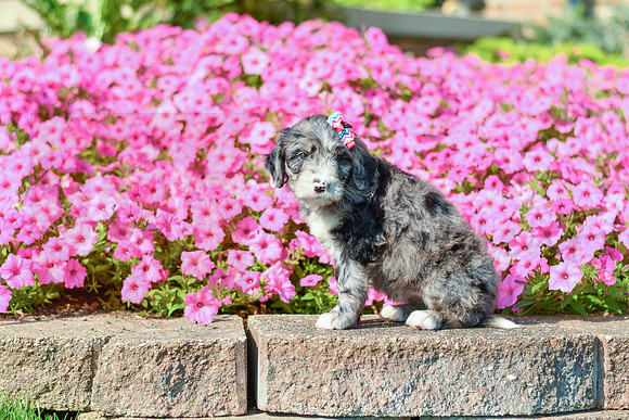 Riley_F_5354_Bernedoodle-1