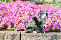 Riley_F_5354_Bernedoodle-2