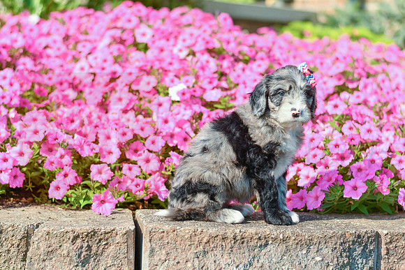 Riley_F_5354_Bernedoodle-2