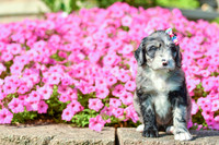 Riley_F_5354_Bernedoodle-3