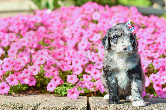 Riley_F_5354_Bernedoodle-3
